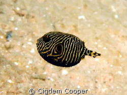 Baby starry puffer fish. Baby was soooo little and sweet,... by Cigdem Cooper 